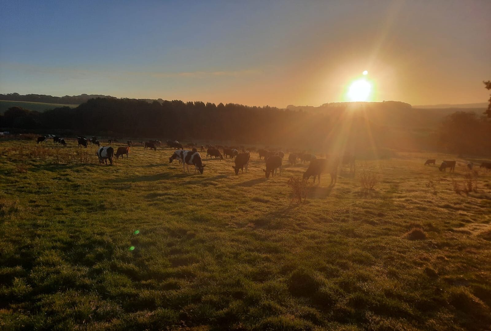 Happy cows sunrise