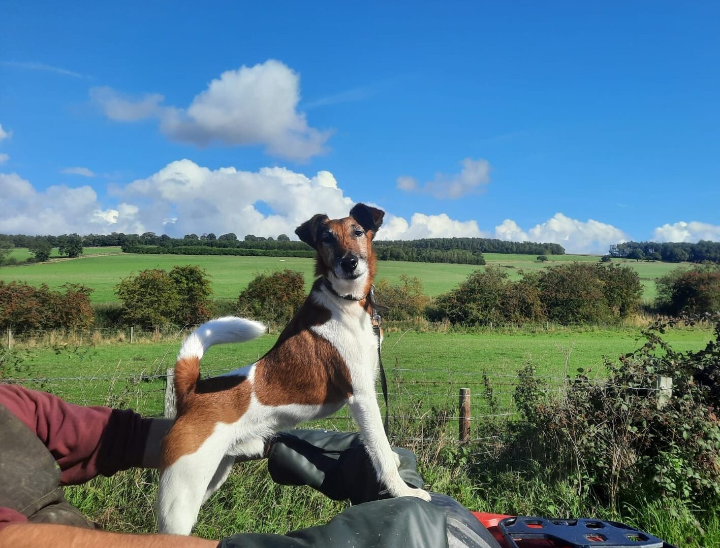 Dog on wall